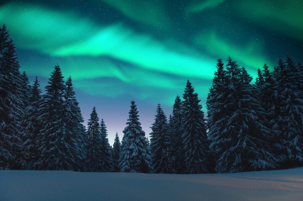 Northern lights in winter forest