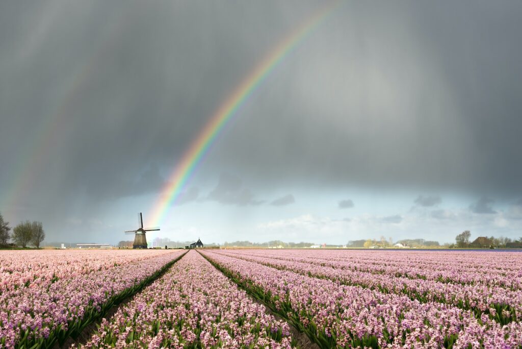 Rain and a rainbow over windmill and flowers