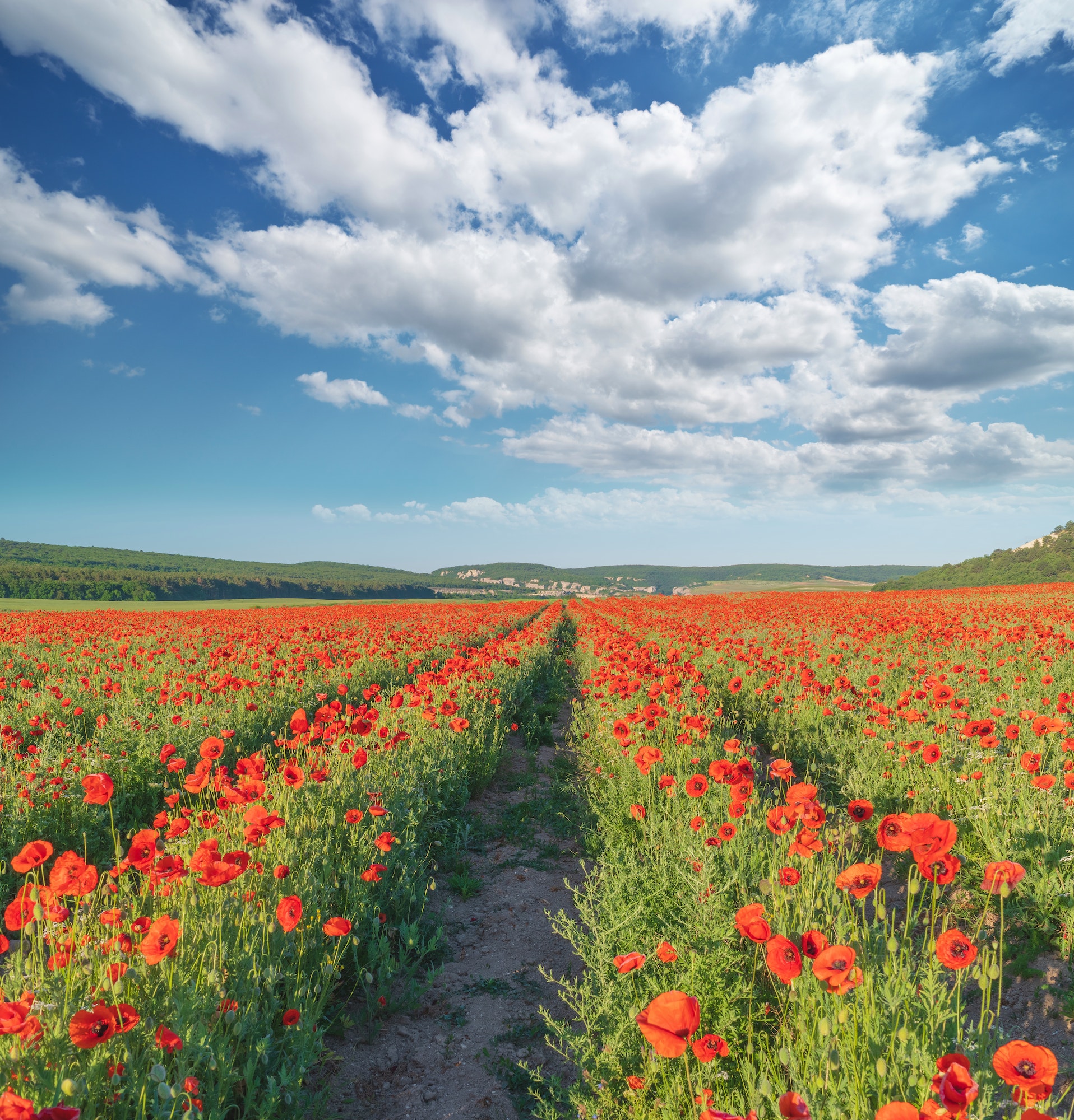 Rows of poppies flowers at day.